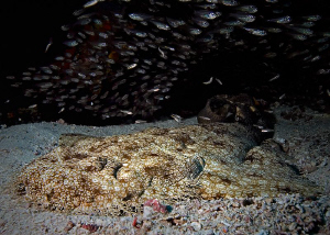 "Wobbegong"
Seen at the Raja Ampat. by Henry Jager 